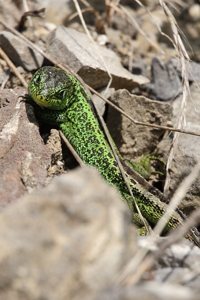 Zauneidechse männlich