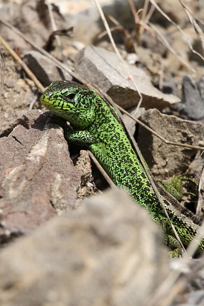 Zauneidechse männlich