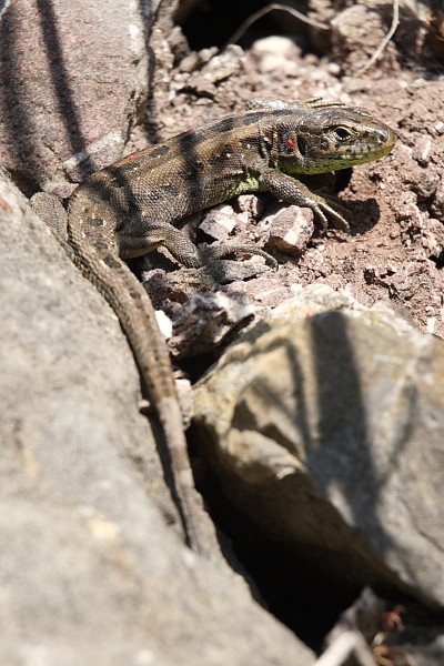 Zauneidechse weiblich