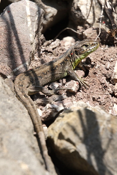Zauneidechse weiblich