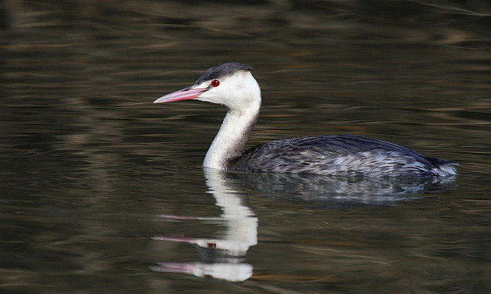 Einjähriger Haubentaucher