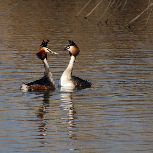 Haubentaucherpärchen