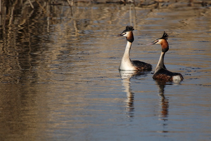 Haubentaucherpärchen