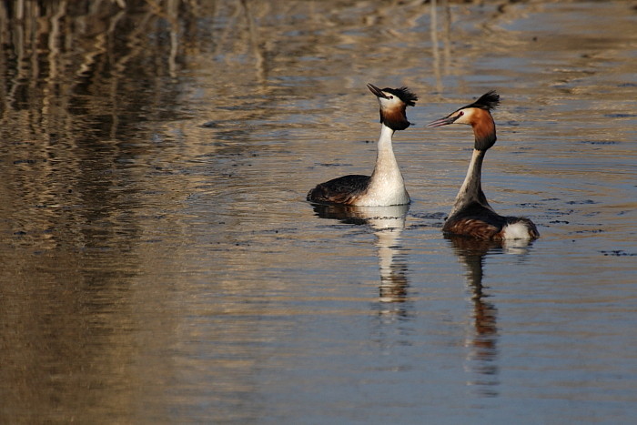 Haubentaucherpärchen