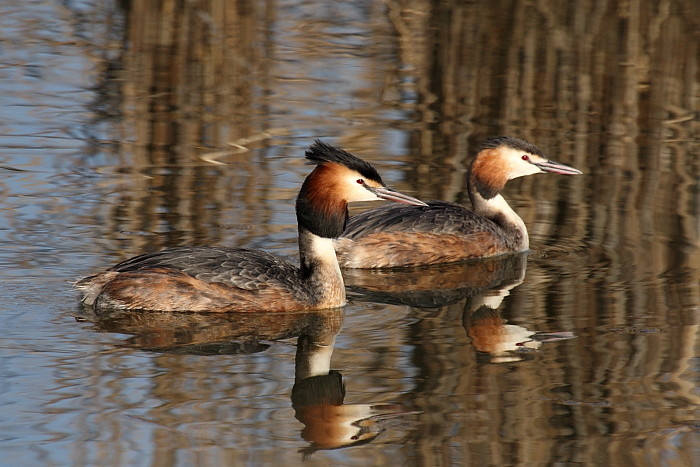 Haubentaucherpärchen