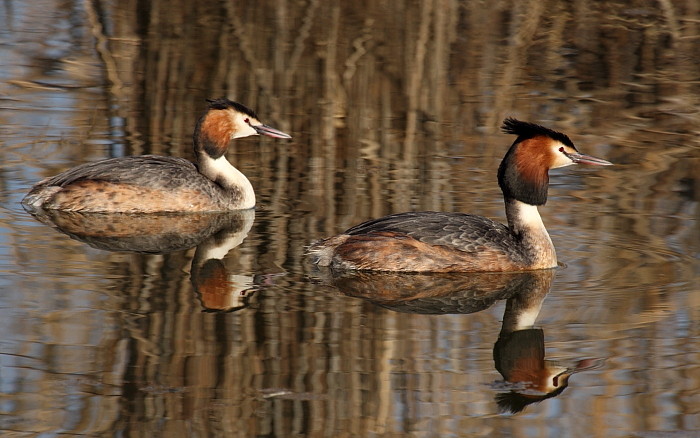 Haubentaucherpärchen
