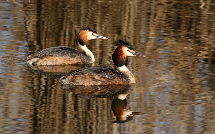 Haubentaucherpärchen