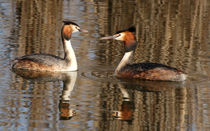 Haubentaucherpärchen