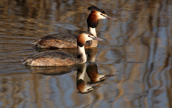 Haubentaucherpärchen