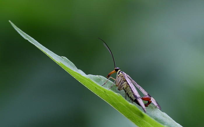 Skorbionsfliege männlich