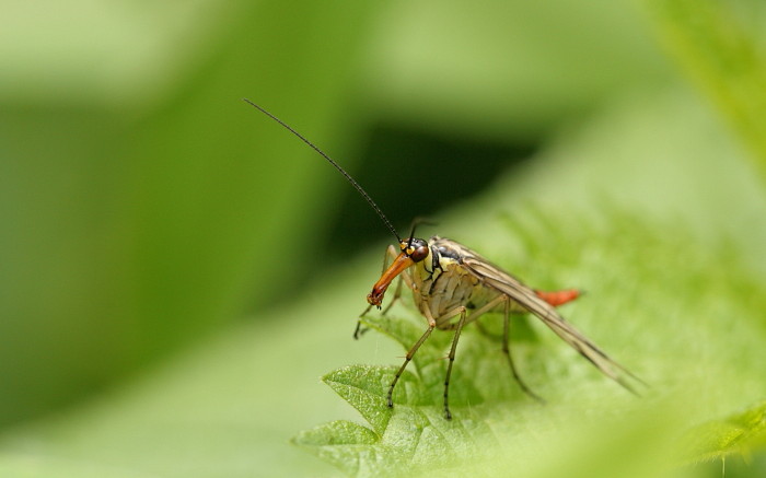 Skorbionsfliege weiblich