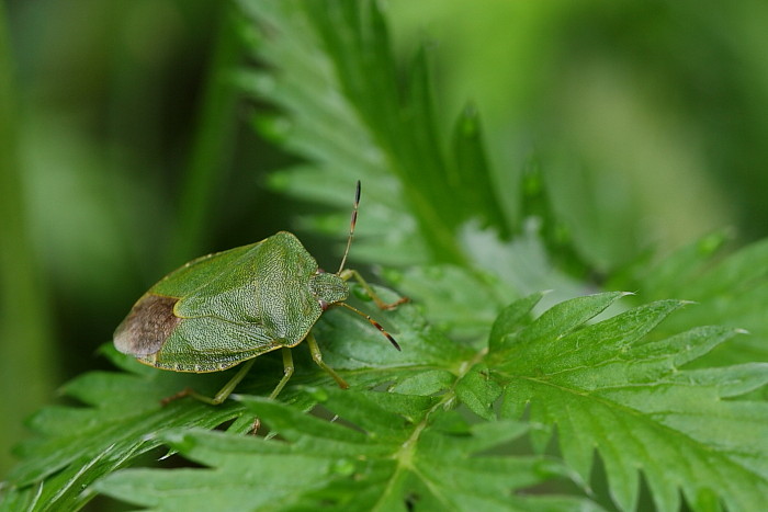 Baumwanze Palomena viridissima