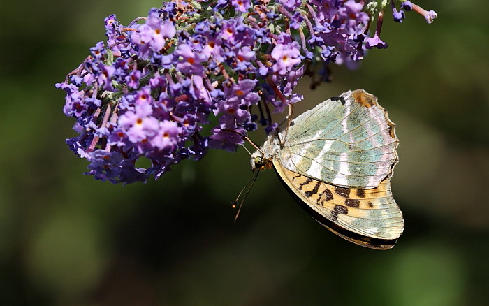 Kaisermanntel weiblich