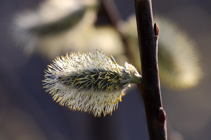 Blühende Palmkätzchen