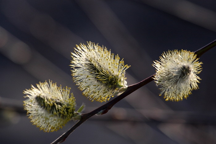 Blühende Palmkätzchen