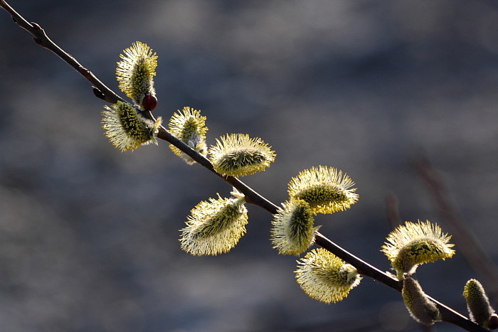 Blühende Palmkätzchen