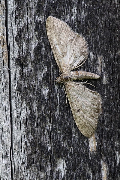 Nicht bestimmter Nachtfalter
