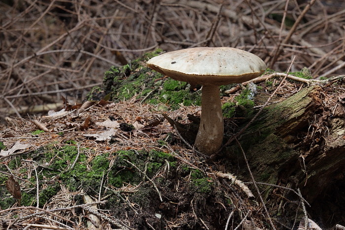 Nicht bestimmter Pilz