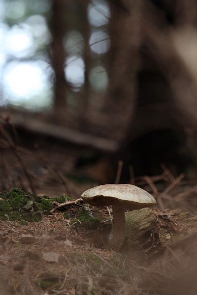 Nicht bestimmter Pilz