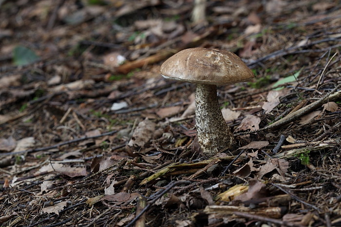 Nicht bestimmter Pilz