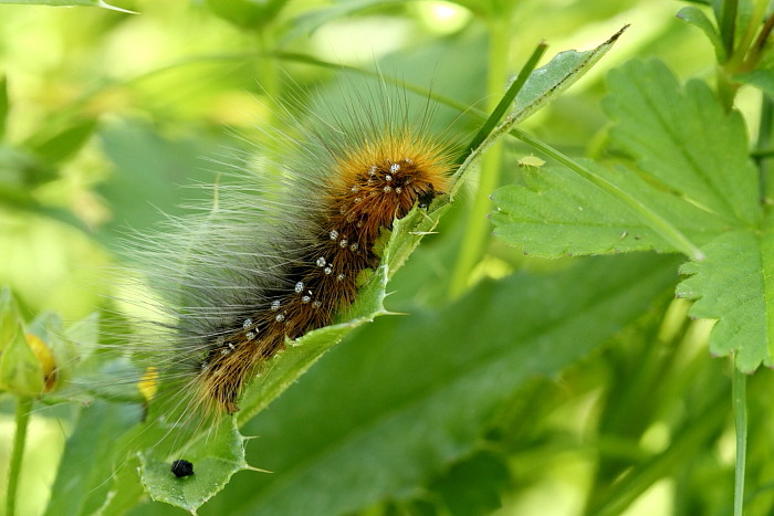 Raupe des Braunen Bärs
