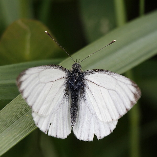 Kleiner Kohlweißling