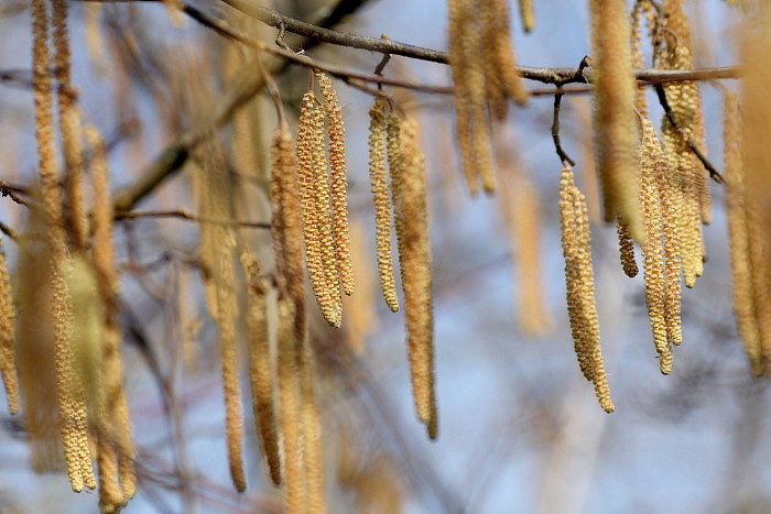 Haselnussblüten