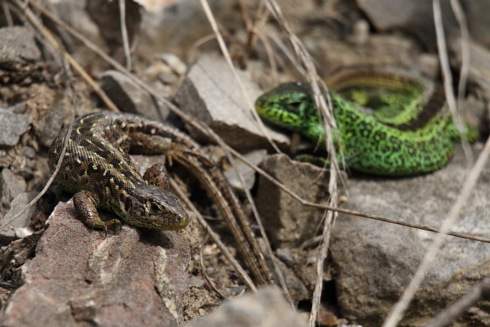 Zauneidechsen Paarung 1