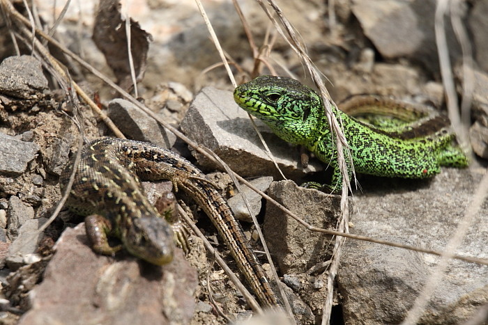 Zauneidechsen Paarung 2