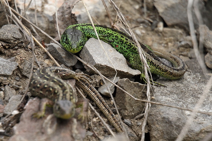 Zauneidechsen Paarung 3