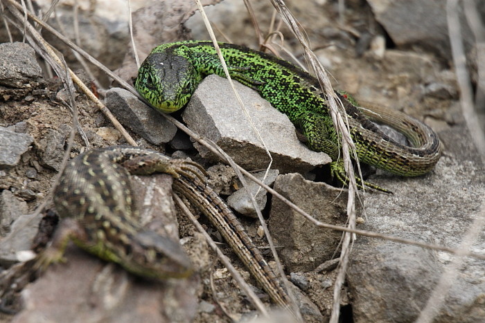 Zauneidechsen Paarung 4