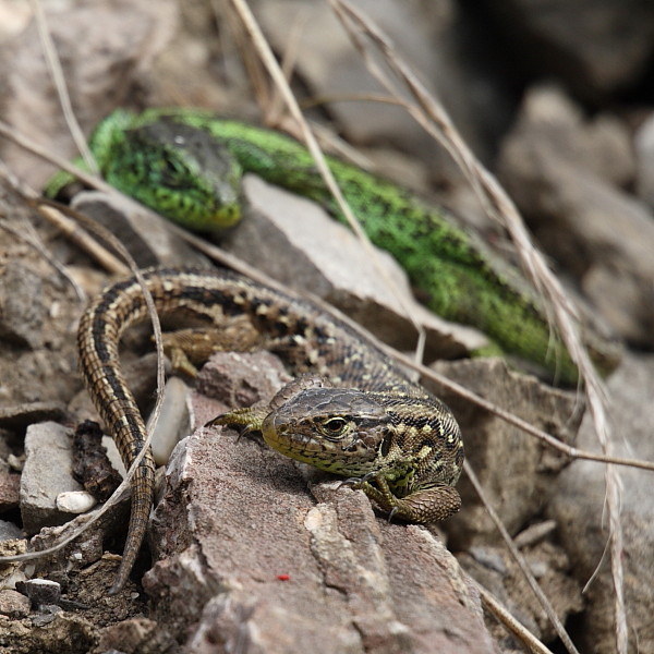 Zauneidechsen Paarung 5