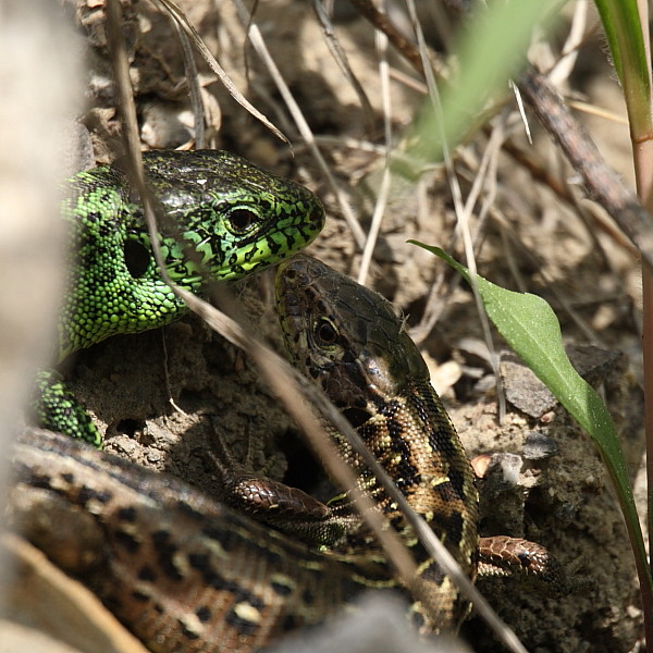 Zauneidechsen Paarung 6