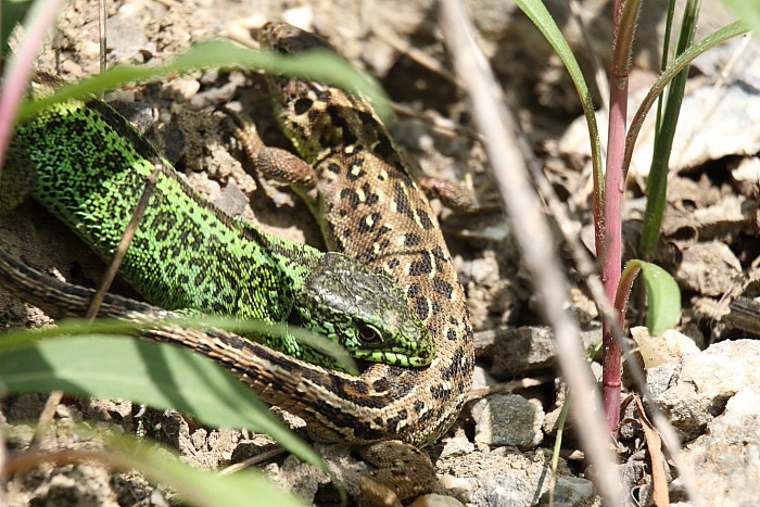 Zauneidechsen Paarung 7
