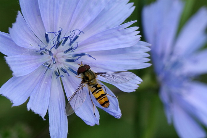 Schwebse auf der Kornblume