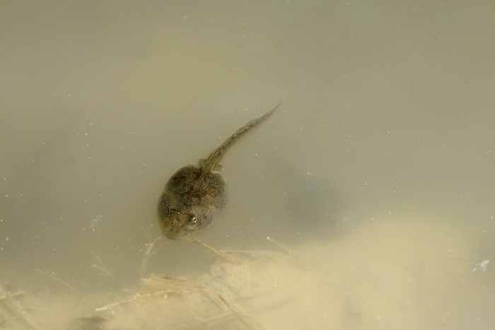 Kaulquappe der Gelbbauchunke
