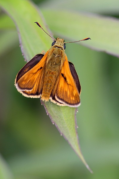Rostfarbener Dickkopffalter