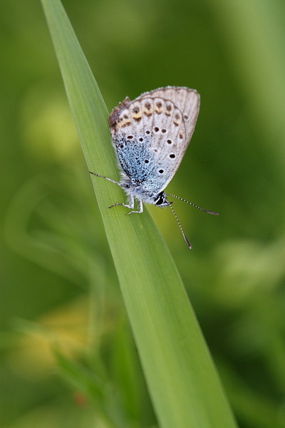 Nicht bestimmter Bläuling