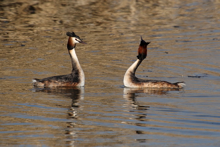 Haubentaucher bei der Balz 1