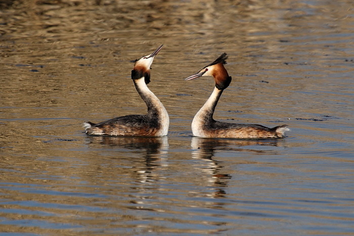 Haubentaucher bei der Balz 2