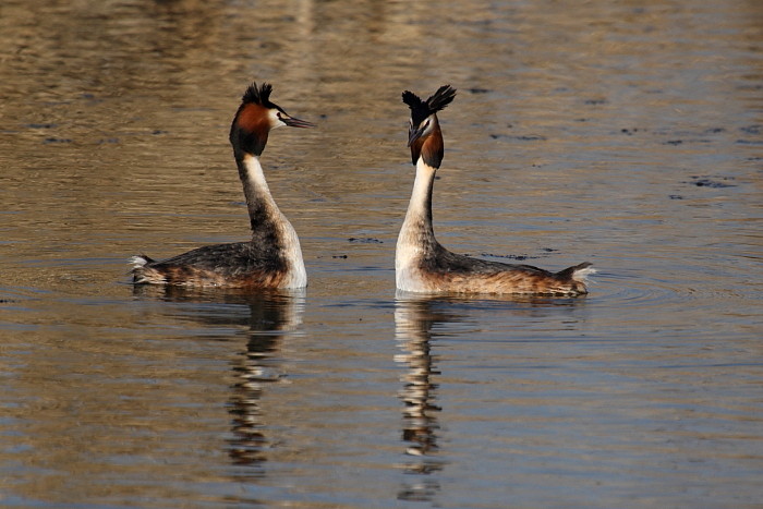 Haubentaucher bei der Balz 3