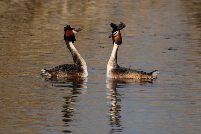 Haubentaucher bei der Balz 4