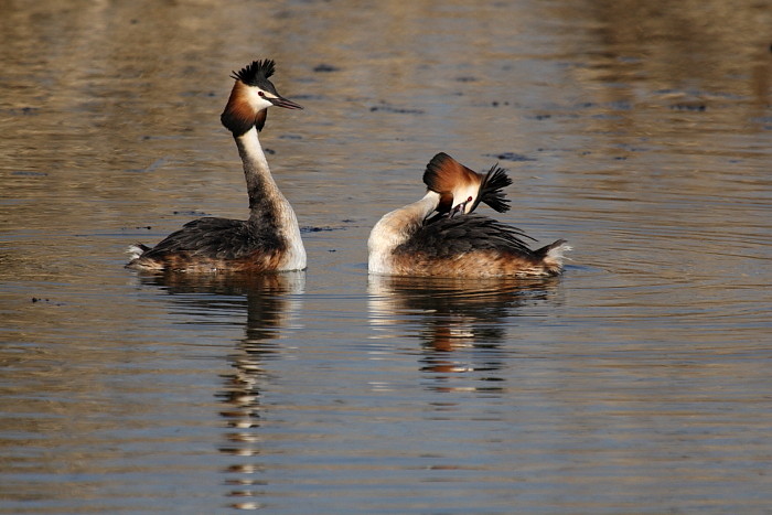 Haubentaucher bei der Balz 6
