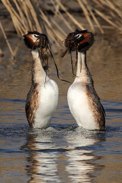 Haubentaucher bei der Balz 7