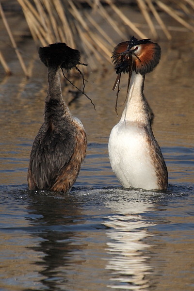 Haubentaucher bei der Balz 8