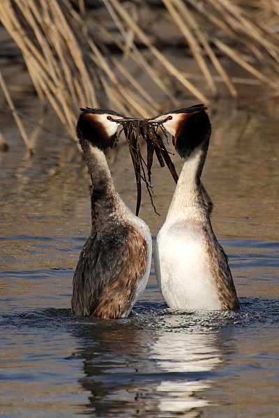 Haubentaucher bei der Balz 9
