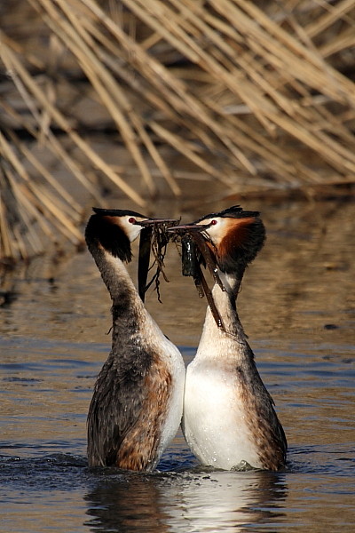Haubentaucher bei der Balz 10