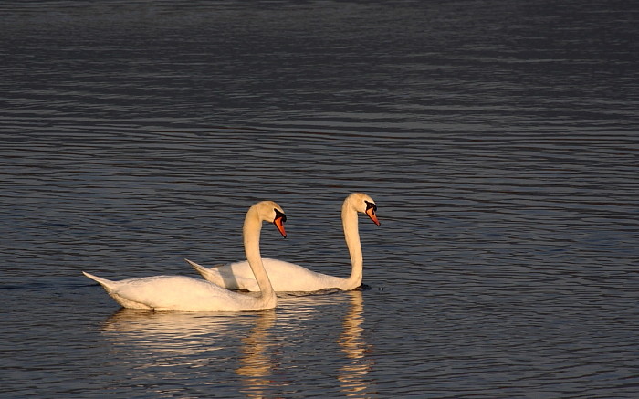 Höckerschwäne