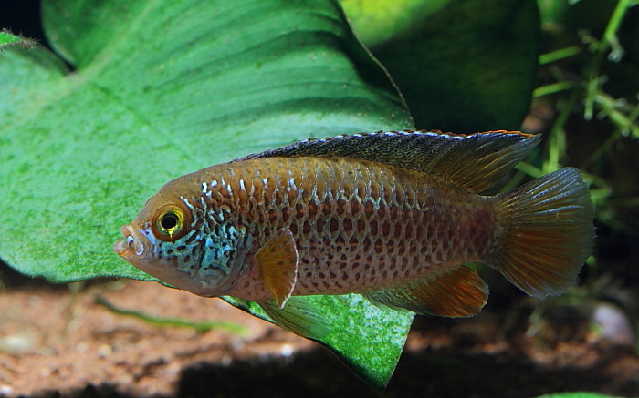 Glänzender Zwergbuntbarsch männlich