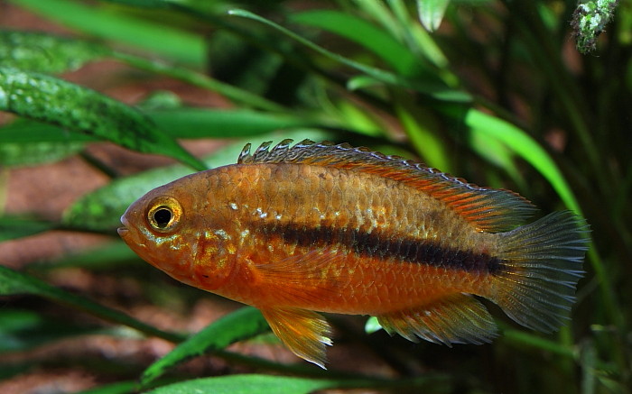 Glänzender Zwergbuntbarsch weiblich